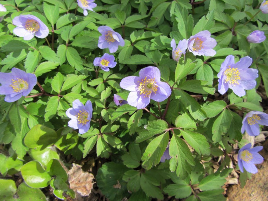 Ветреница японская Кёнинг Шарлот