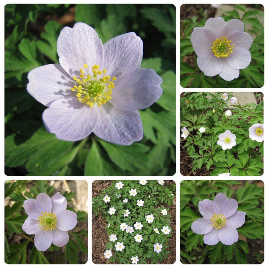 Ветреница Дубравная (Anemone nemorosa)