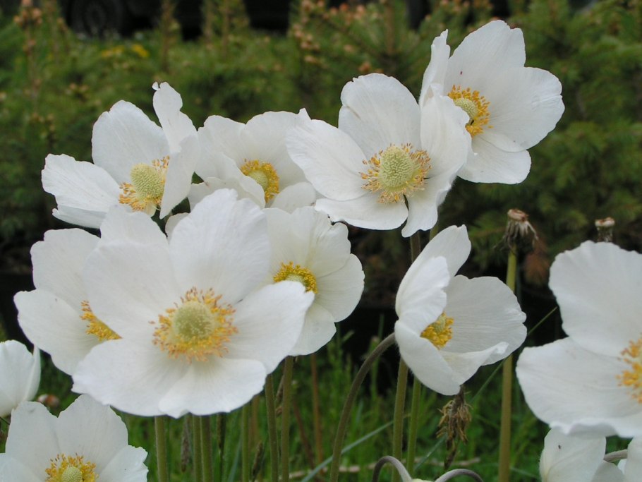 Ветреница отогнутая