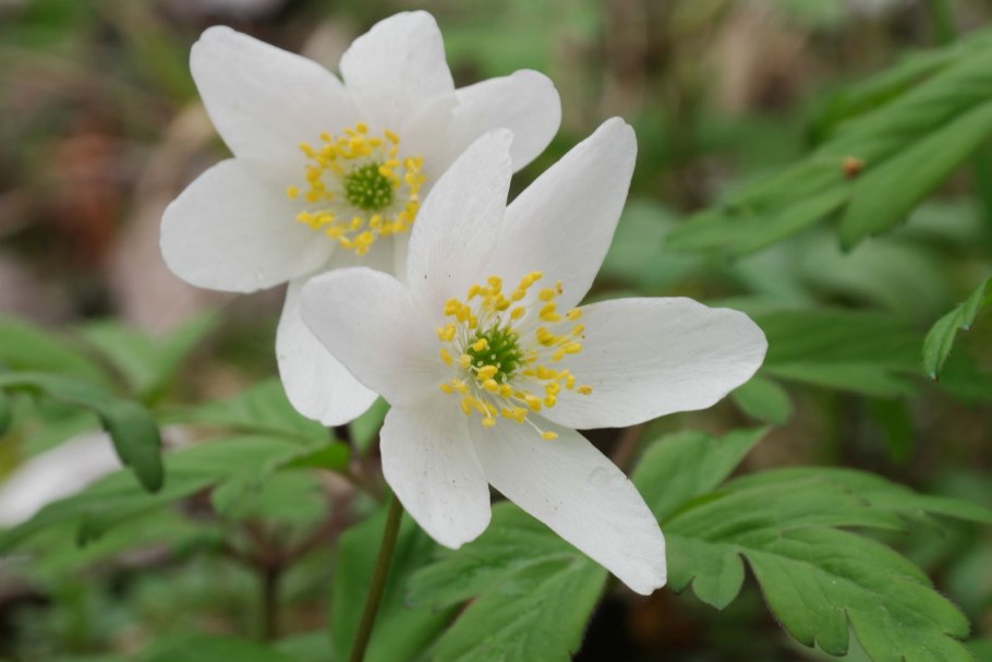 Anemone nemorosa