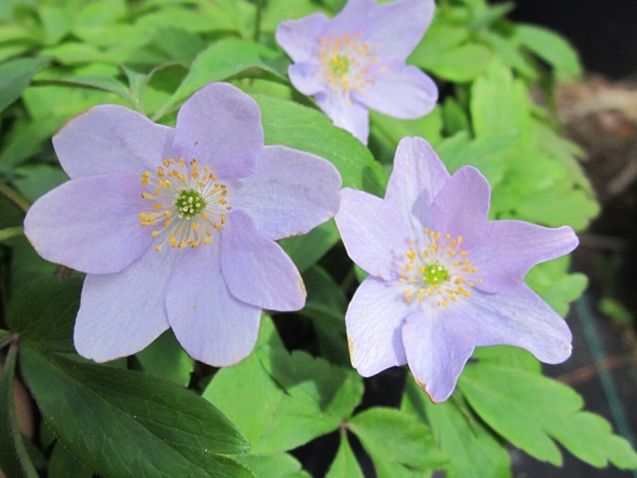Анемона / ветреница Левейе