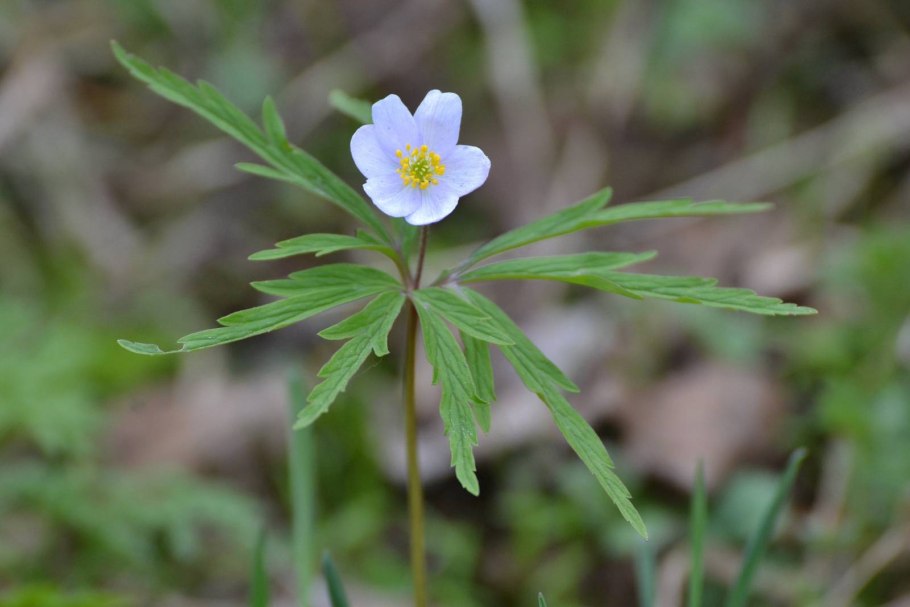 Ветреница голубая anemonoides caerulea