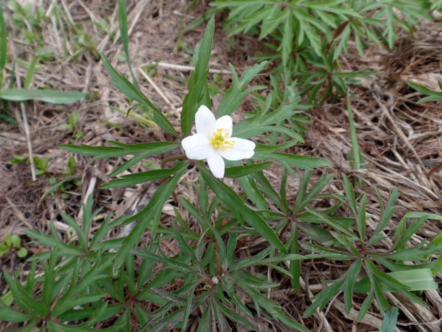 Анемона Лесная (ветреница Лесная)