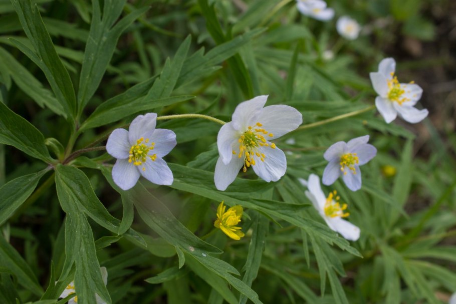 Ветреница отогнутая