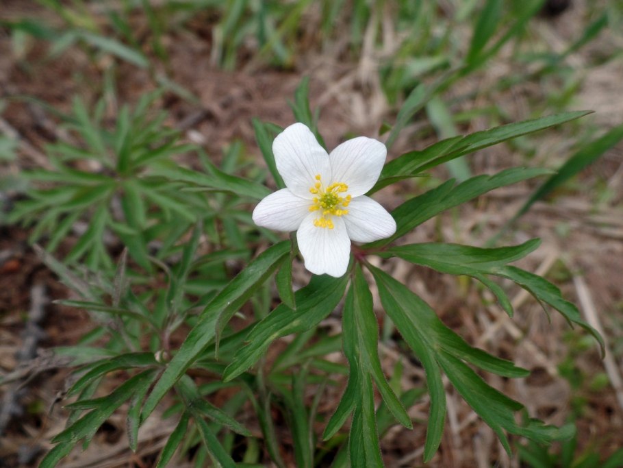 Ветреница синяя