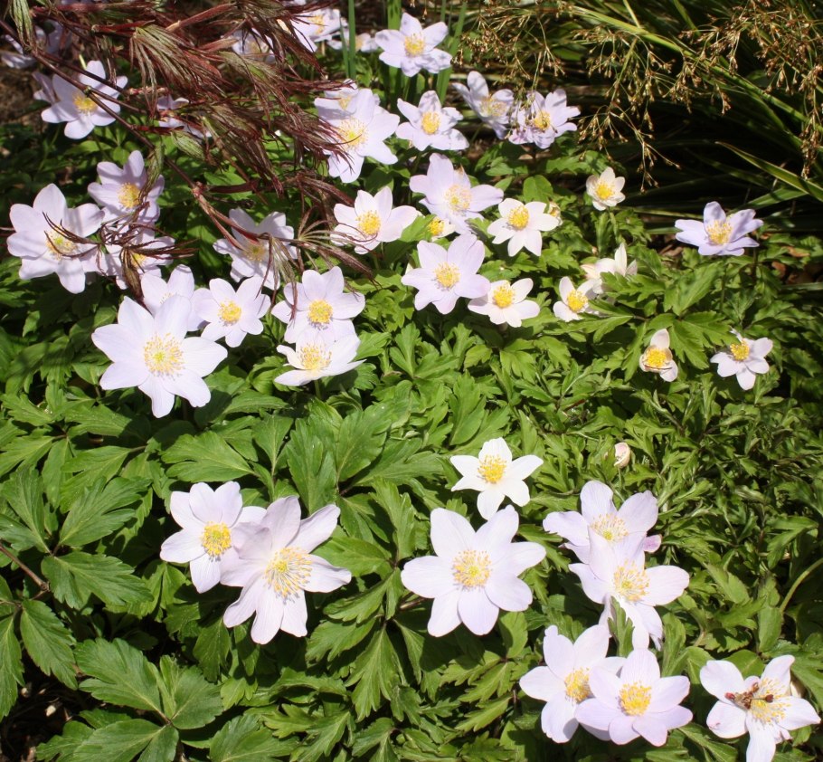 Ветреница Лесная, Дубравная