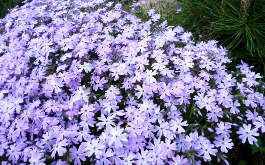 Флокс шиловидный (Phlox subulata)