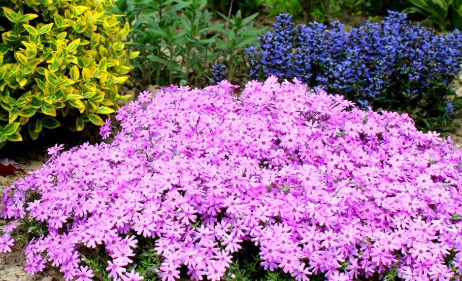 Низкорослые тенелюбивые многолетники