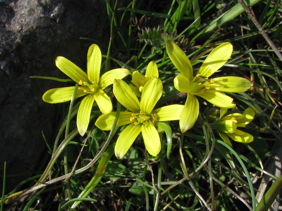 Гусиный лук Федченко