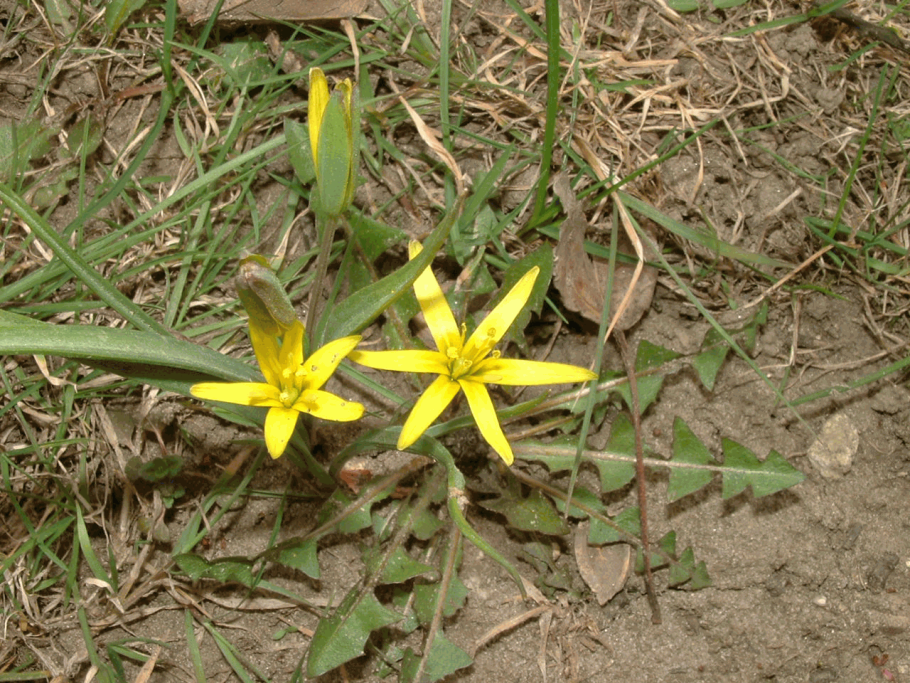 Лилейные лук