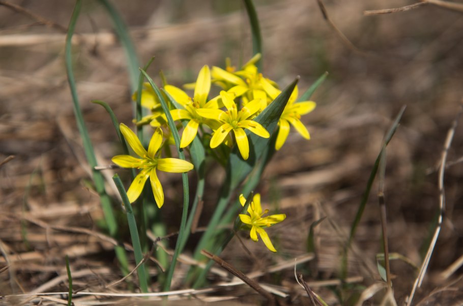 Гусинолук длиннострелковый