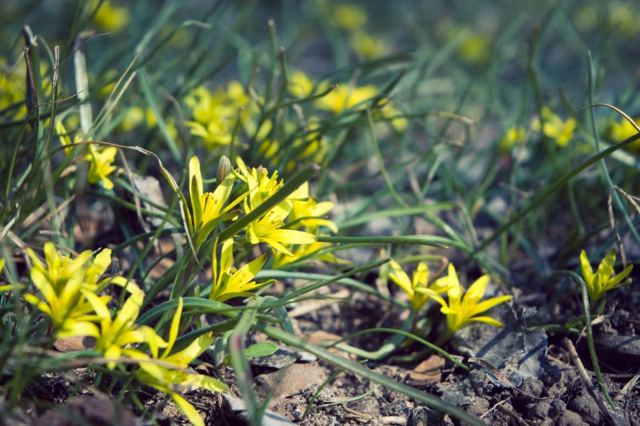 Гусиный лук жёлтый (Gagea lutea)