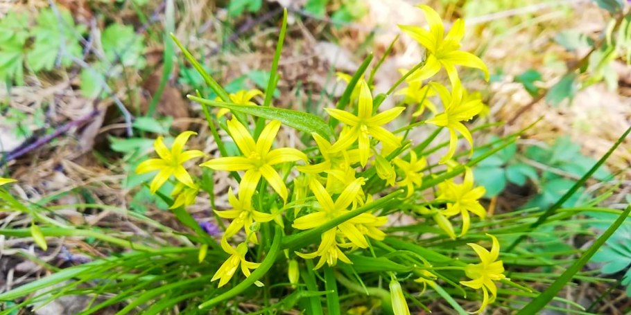 Гусиный лук (Gagea)