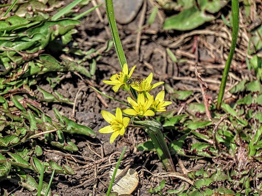 Гусиный лук (Gagea lutea)