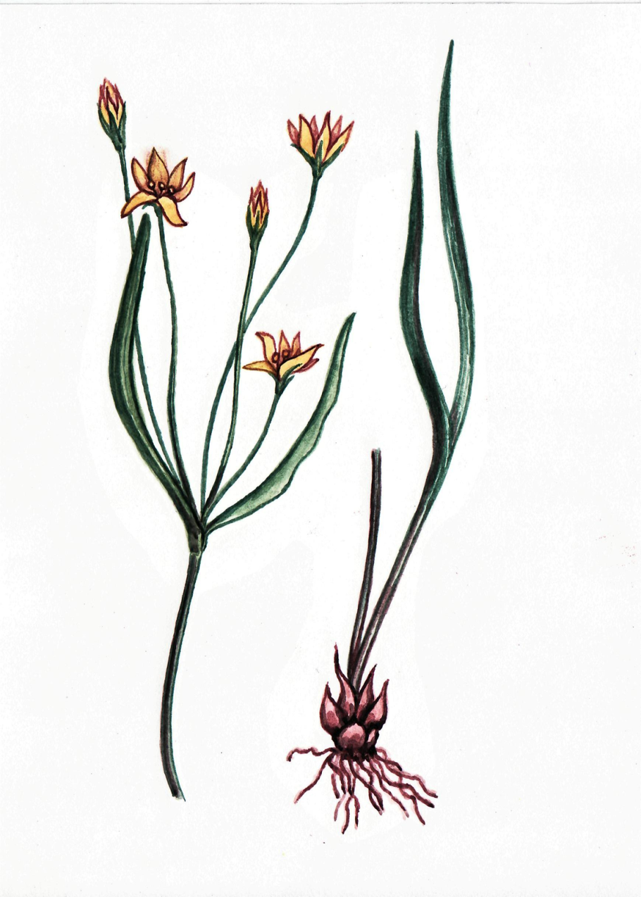 Гусиный лук Кавказ