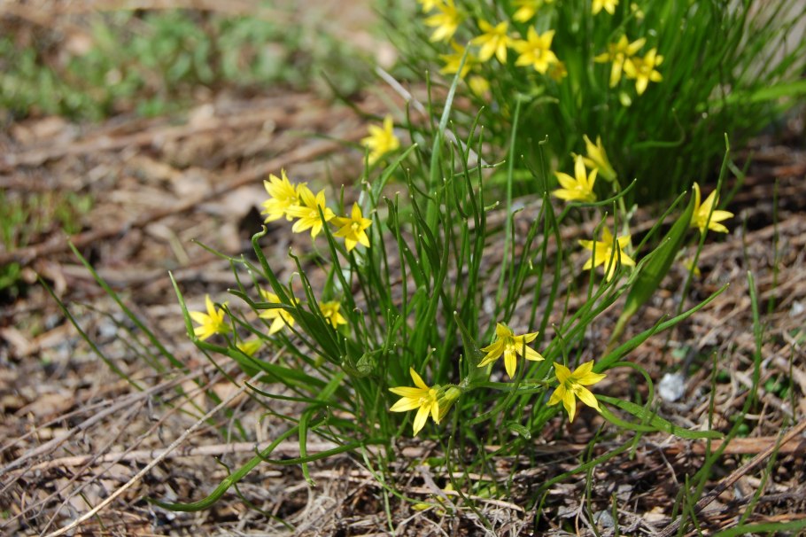 Гусинолук зернистый