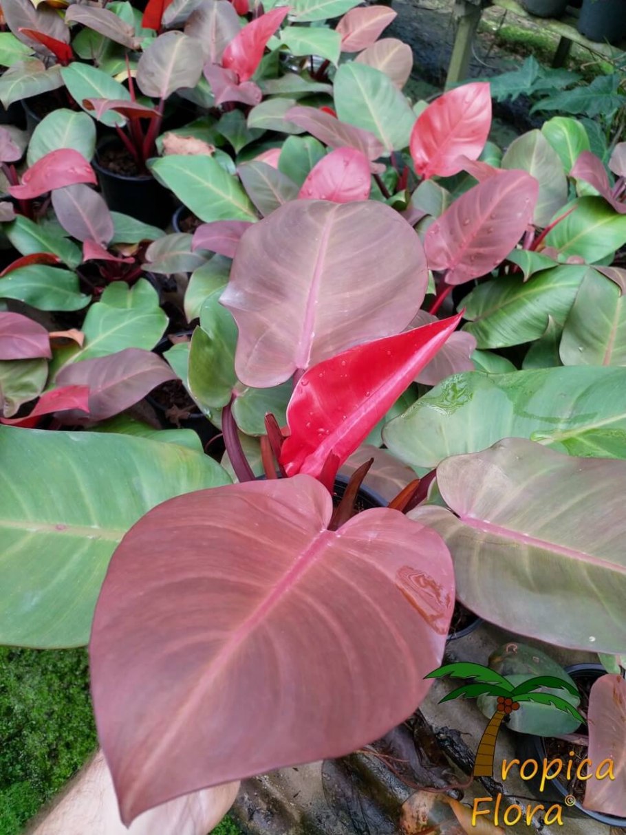 Филодендрон Cherry Red