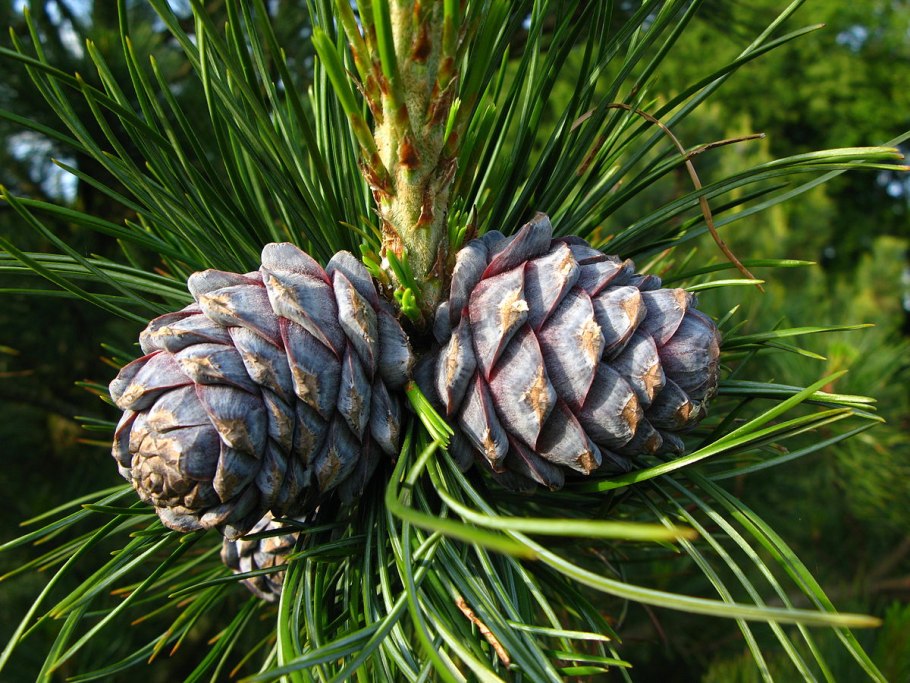 Кедр Сибирский Pinus sibirica