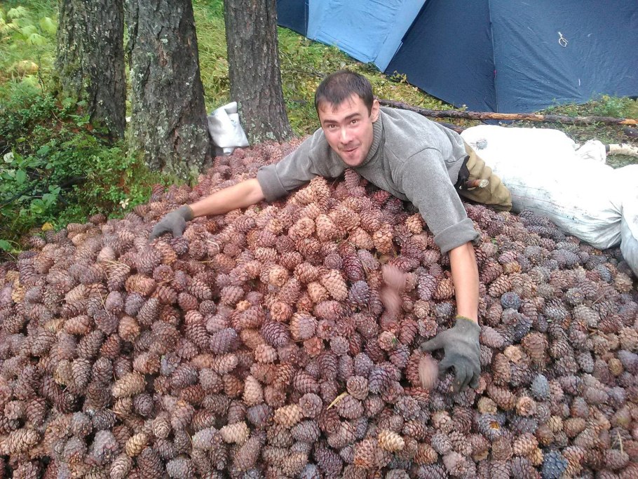 Кедр и Кедровая шишка
