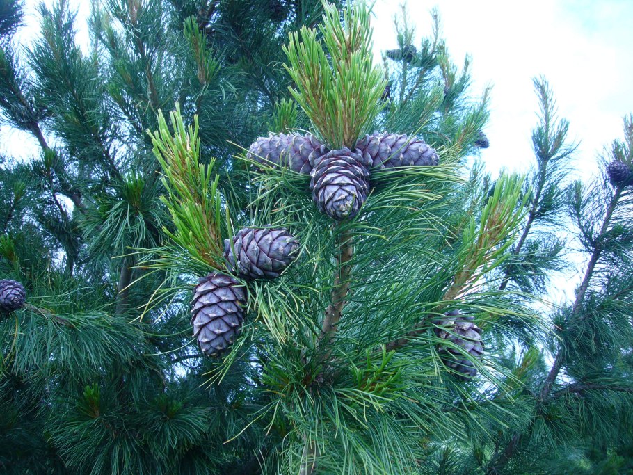 Cedrus libani 'Atlantica'