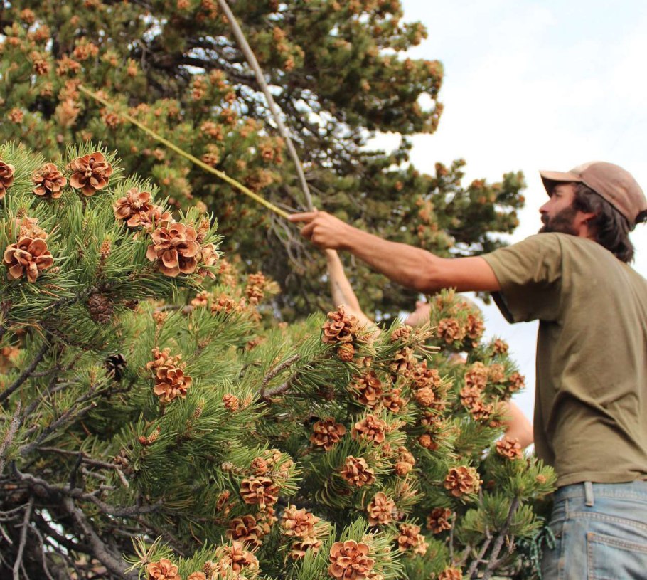 Кедр Сибирский Pinus sibirica