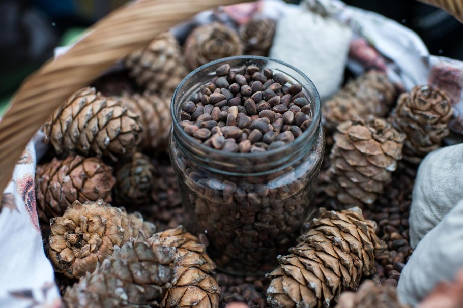 Орех Кедровый (Pinus sibirica du Tour)