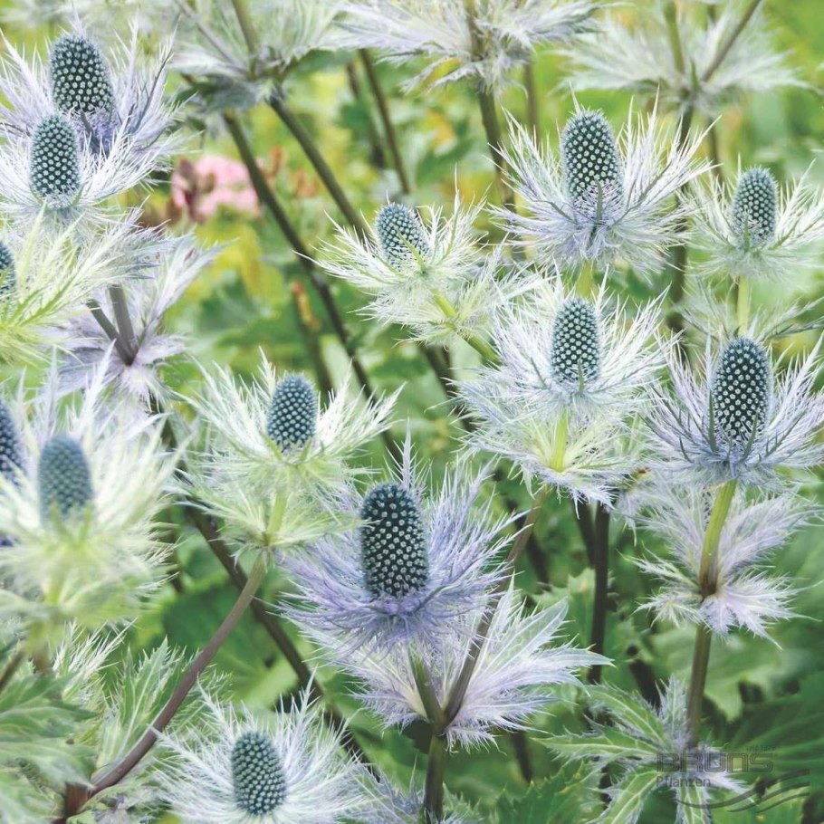 Синеголовник Eryngium alpinum