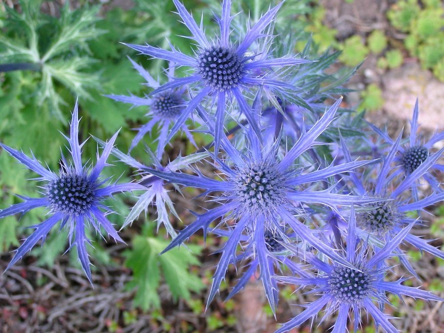 Синеголовник Альпийский Eryngium