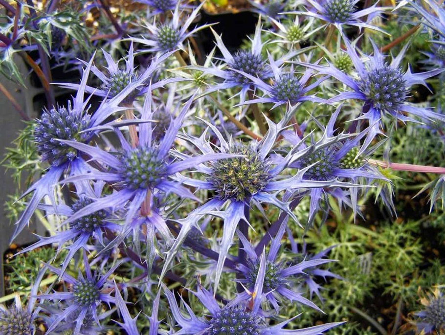 Синеголовник (Eryngium)