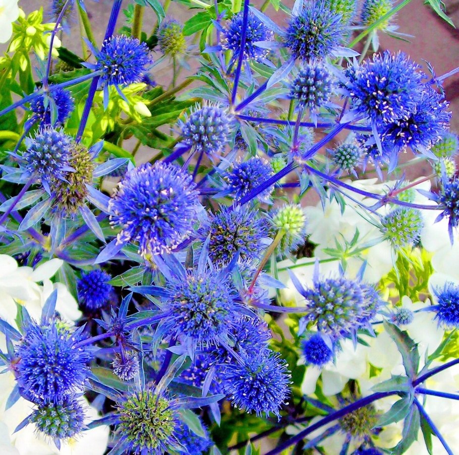Синеголовник Альпийский (Eryngium alpinum)