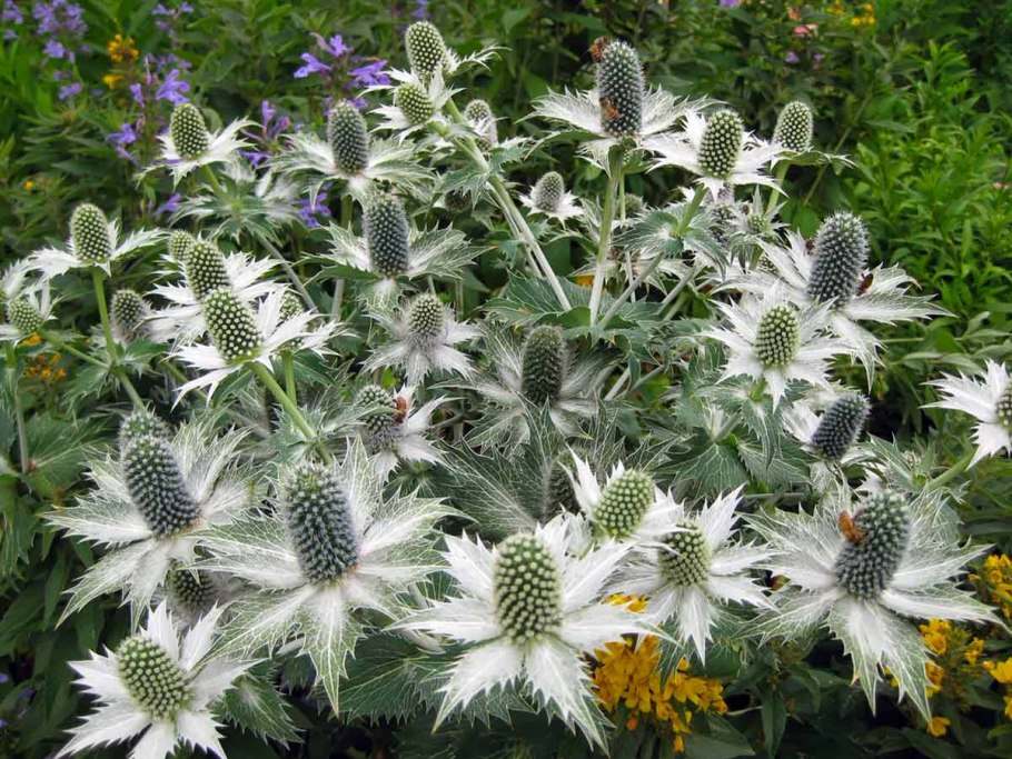 Синеголовник Альпийский Eryngium