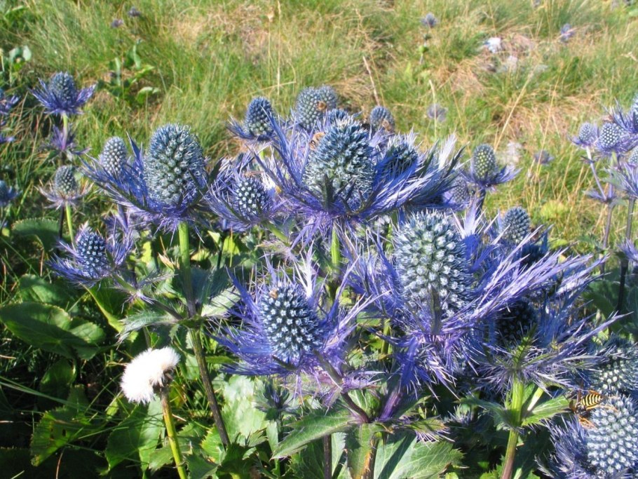 Синеголовник Eryngium alpinum