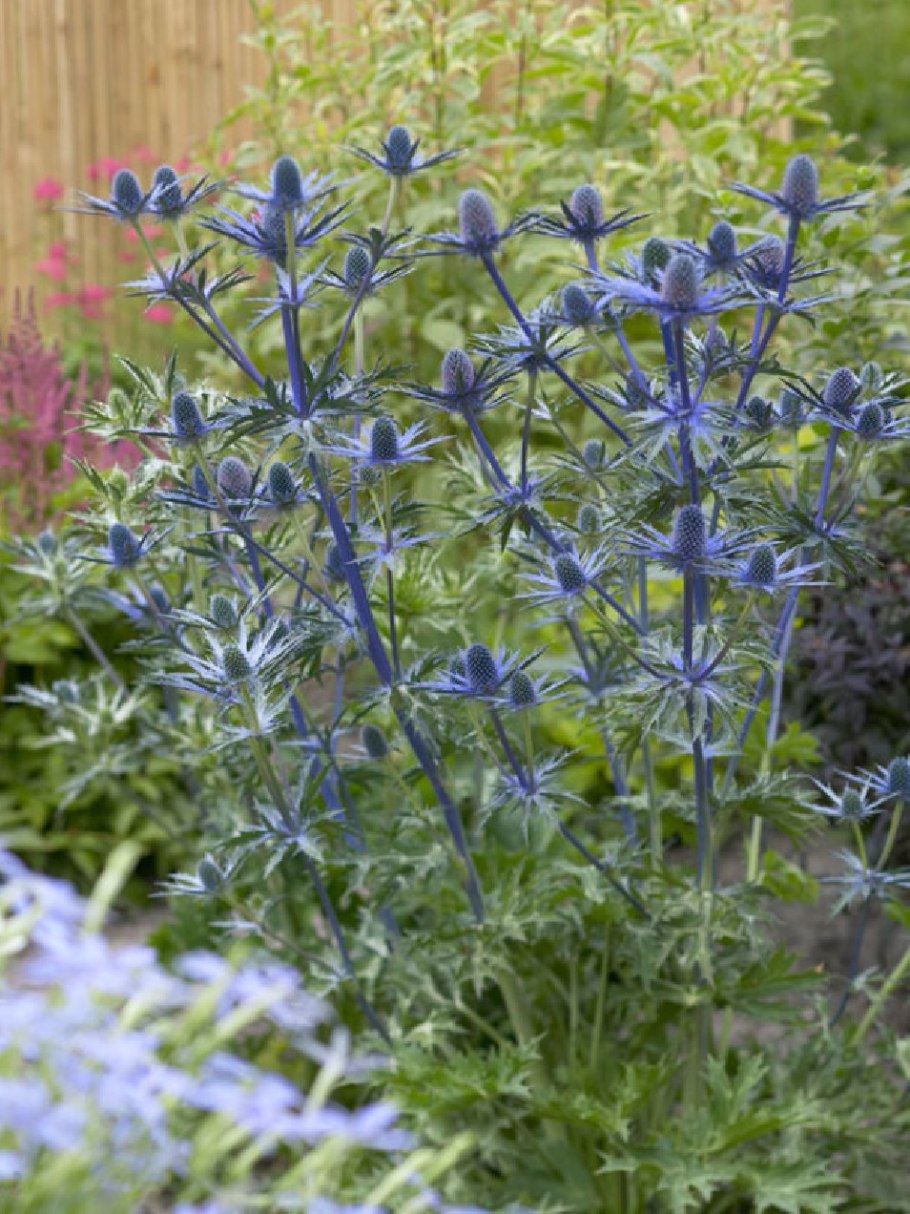 Синеголовник (Eryngium)