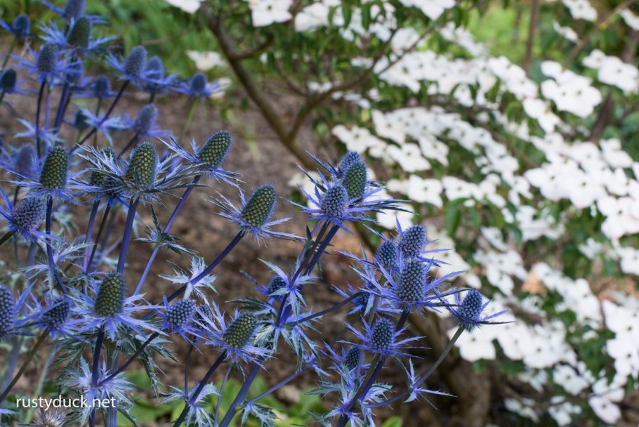 Синеголовник Eryngium alpinum