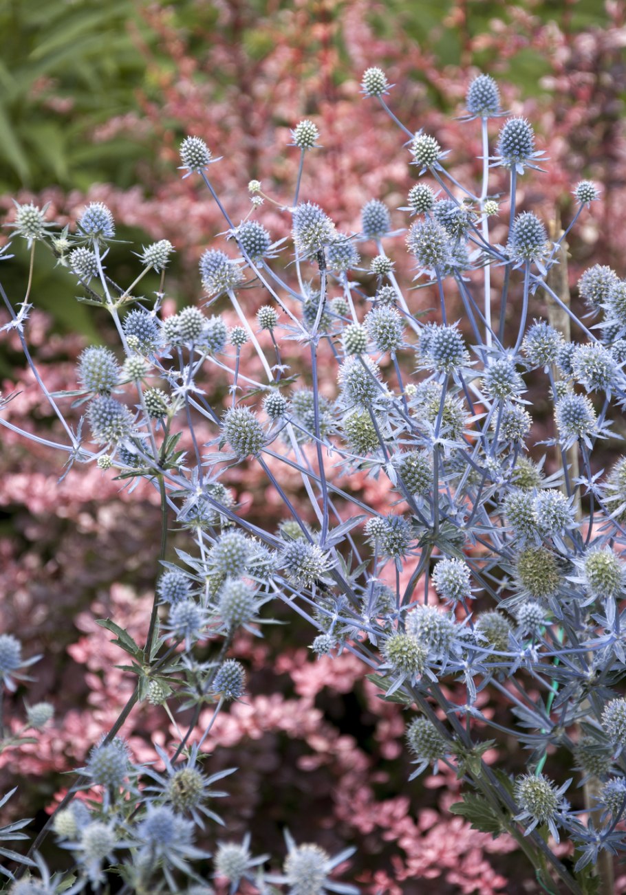 Синеголовник Eryngium alpinum