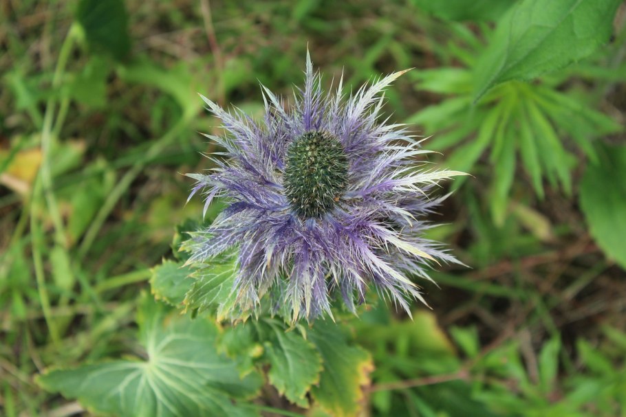 Синеголовник Альпийский 'Blue Star'
