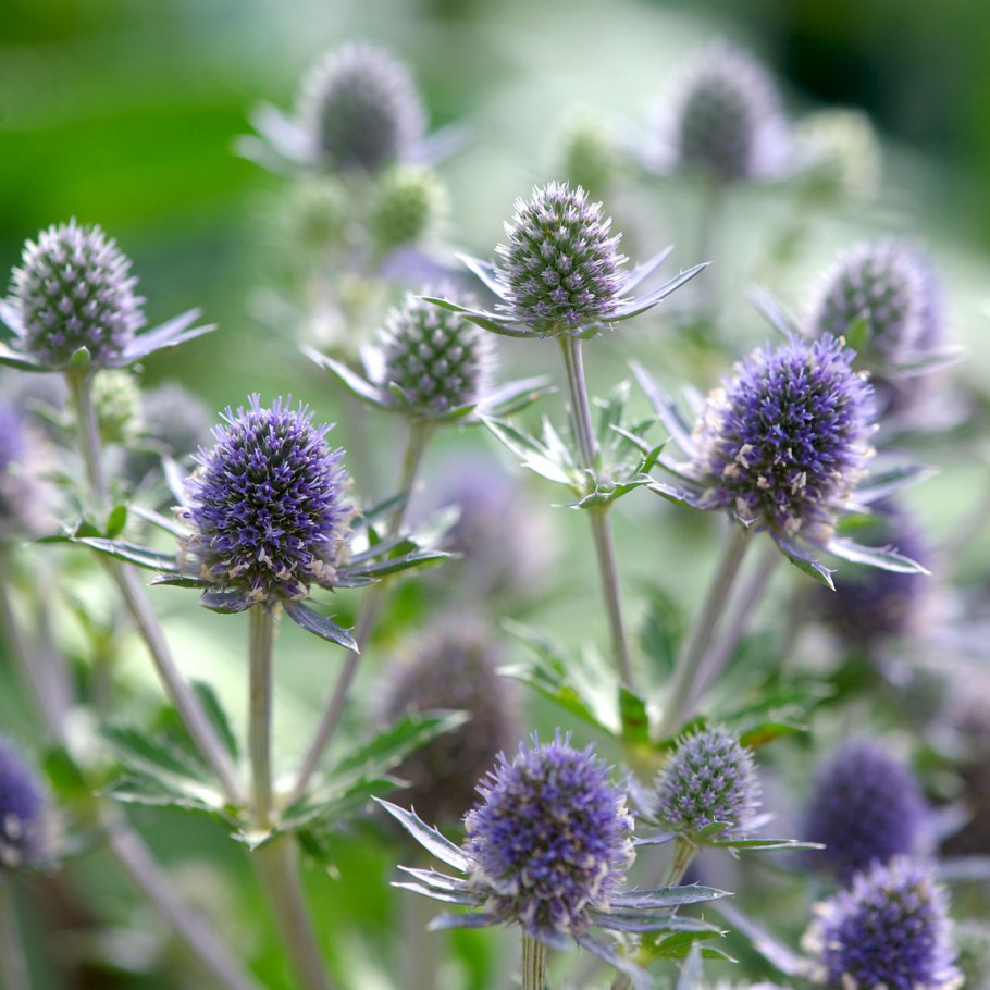Синеголовник Eryngium alpinum