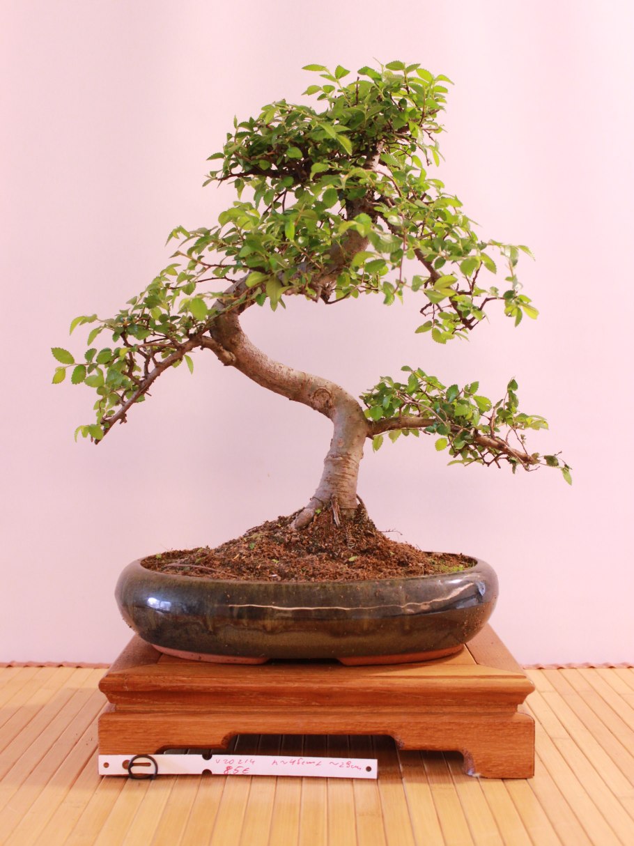 Zelkova бонсай