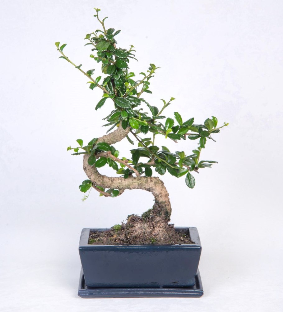 Бонсай Зелкова