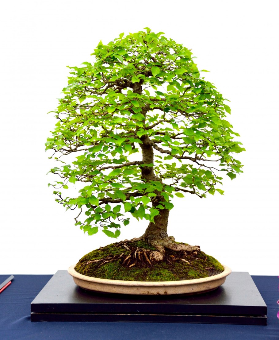 Zelkova бонсай