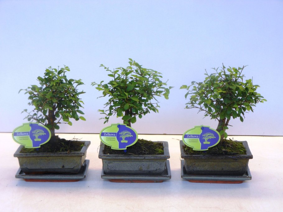 Дзельква китайская