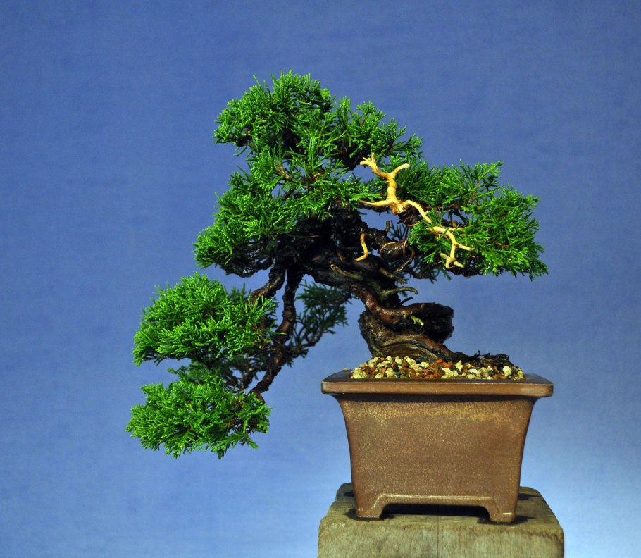 Дзельква бонсай