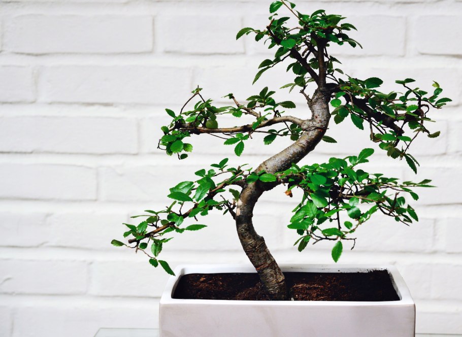 Японский клен семена фото