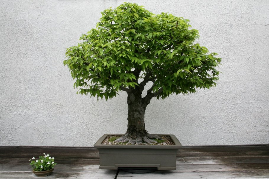 Zelkova бонсай