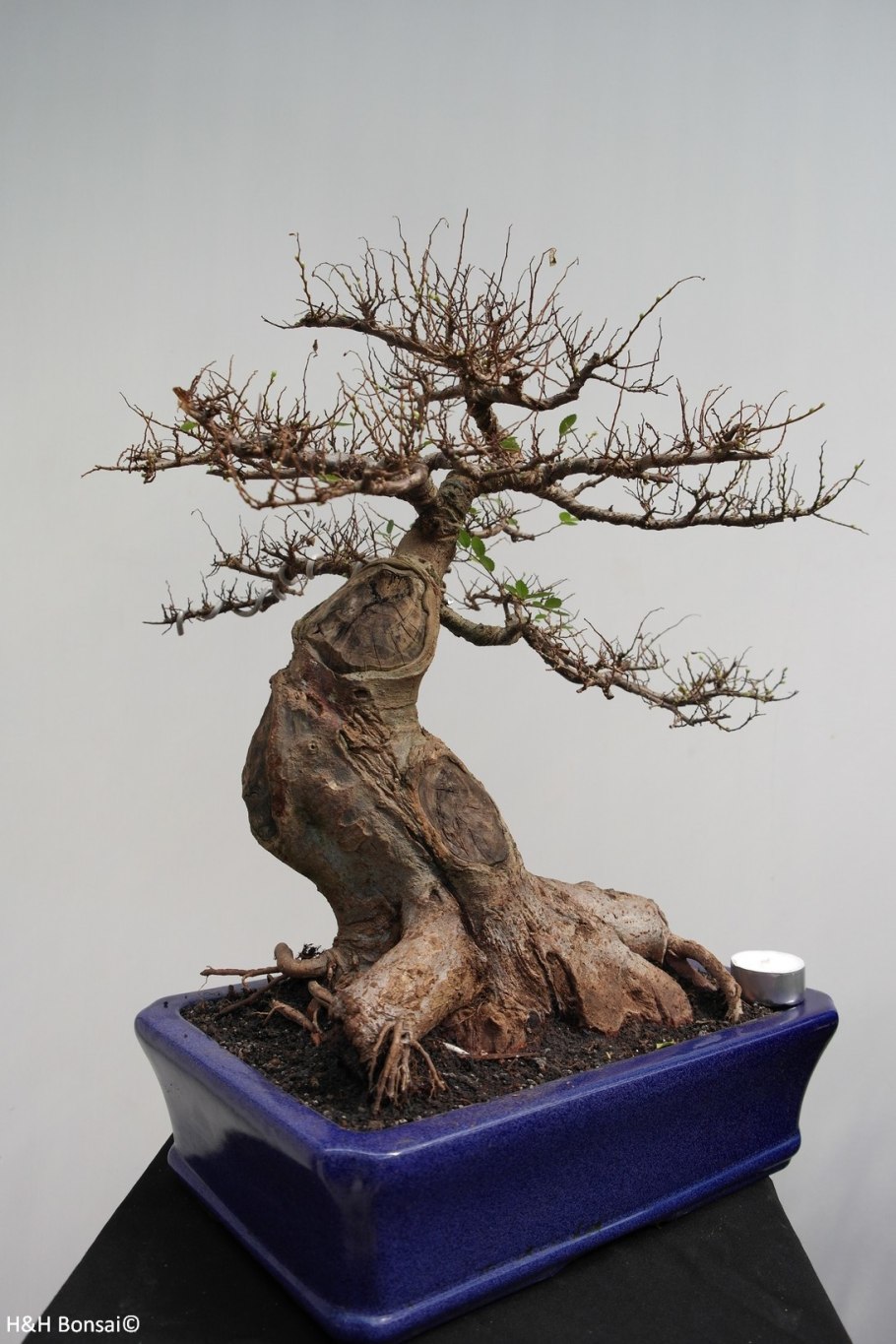 Японский вяз бонсай