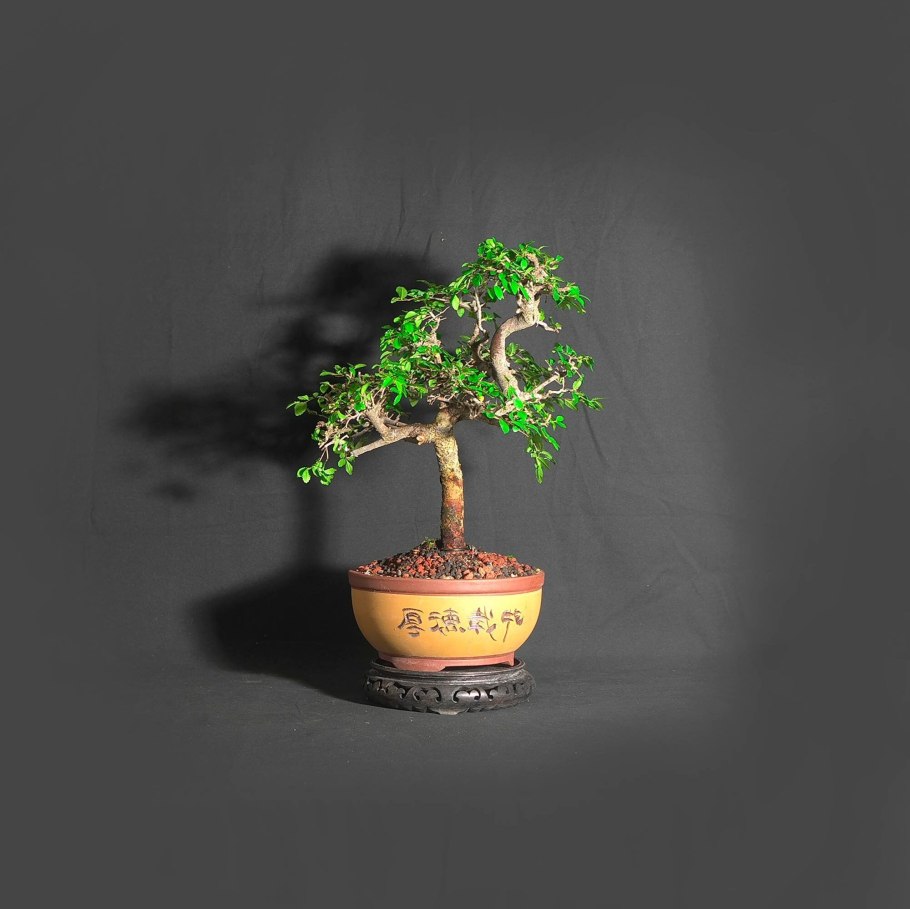 Кайзука можжевельник бонсай