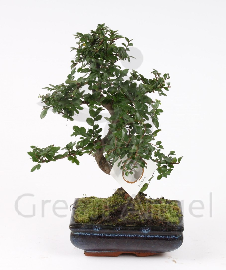 Бонсай вяз с камнем d18 h22