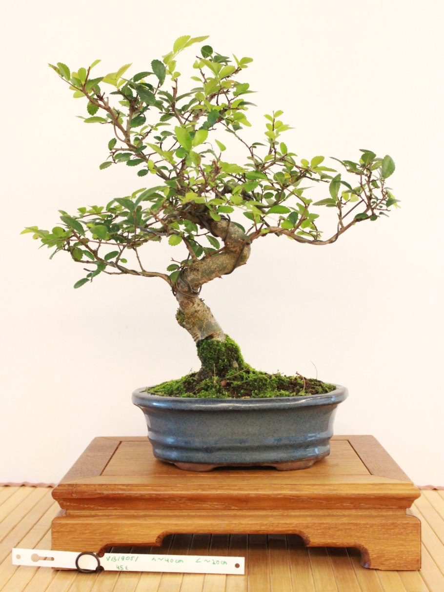 Zelkova serrata бонсай