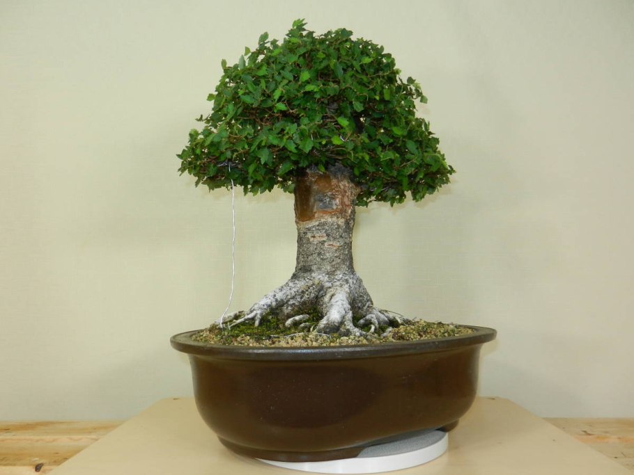 Zelkova serrata бонсай