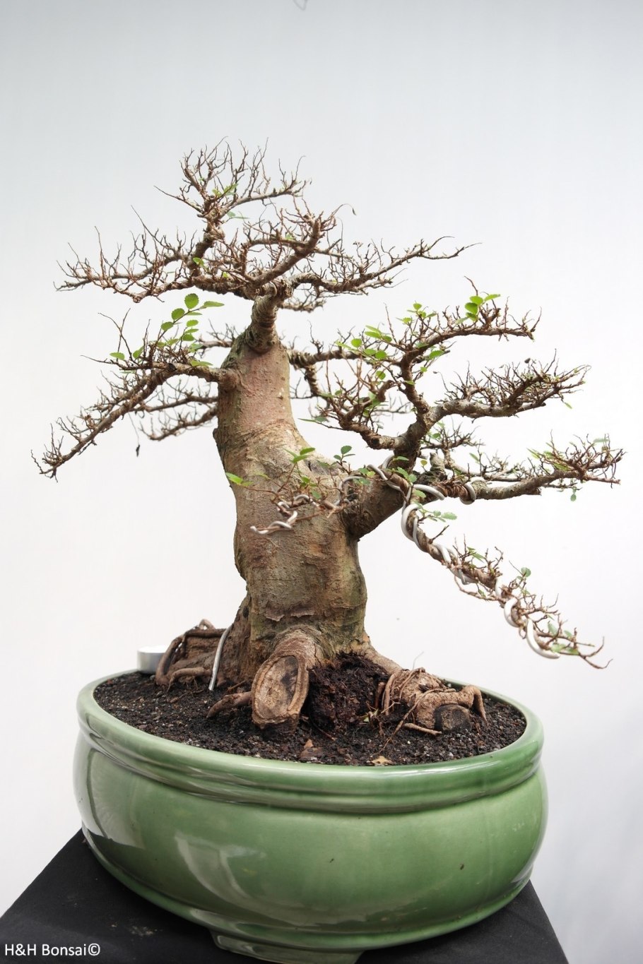 Zelkova бонсай